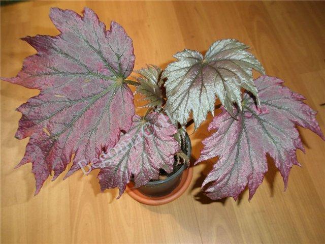 B. ‘Kupfer Konigin’
